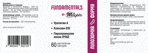 FUNDAMENTALS by Mitopia